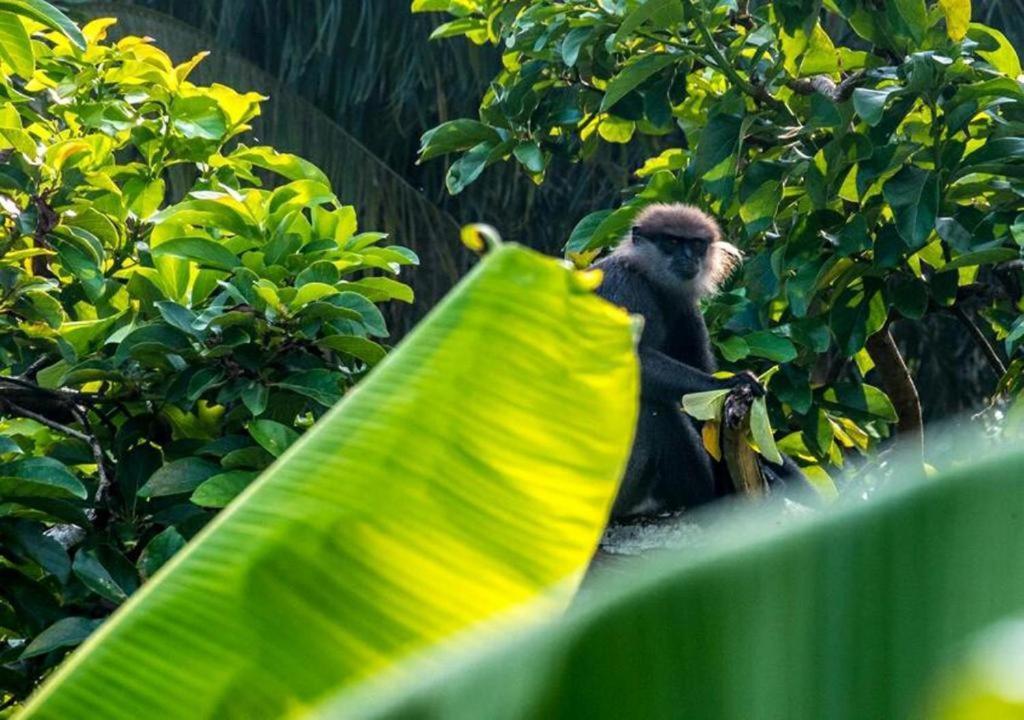 Goyambokka Peacock Garden Tangalle Dış mekan fotoğraf