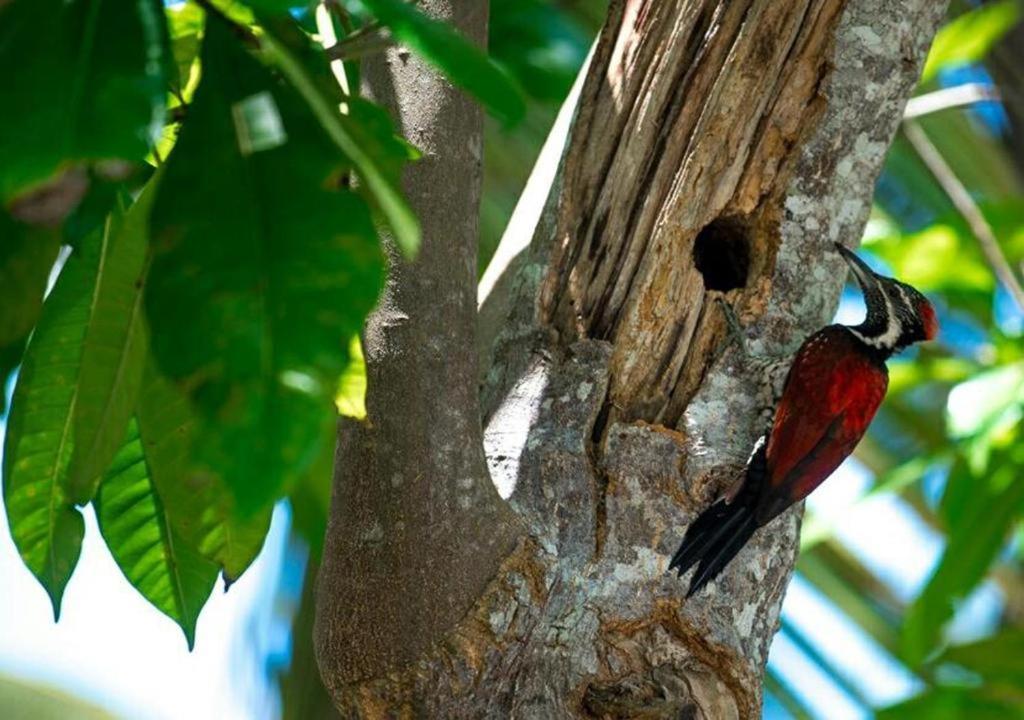 Goyambokka Peacock Garden Tangalle Dış mekan fotoğraf