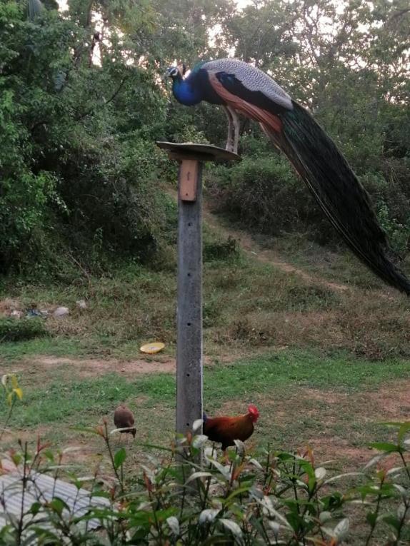 Goyambokka Peacock Garden Tangalle Dış mekan fotoğraf